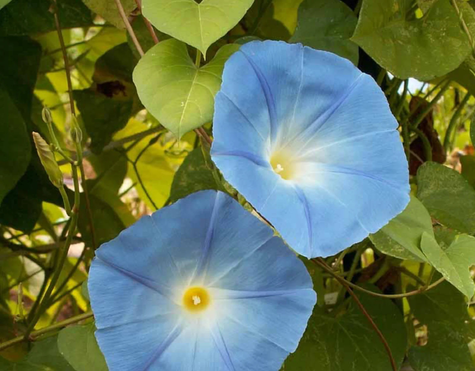 Clark's Heavenly Blue Morning Glory